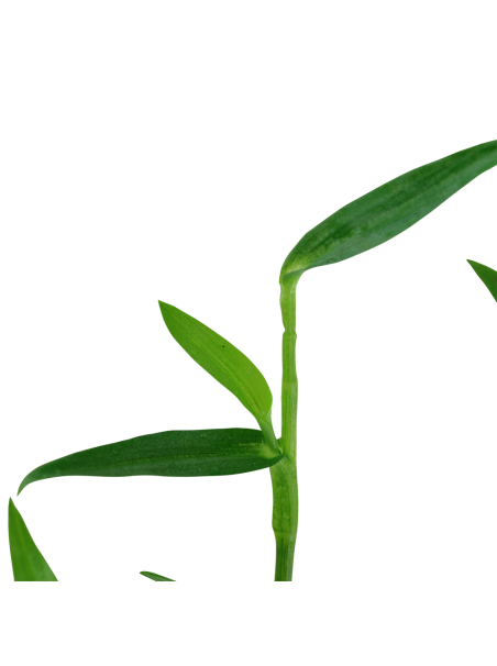 Murdannia keisak en maceta