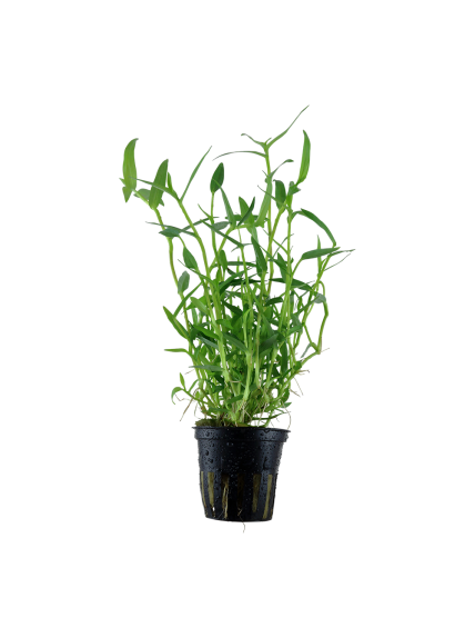 Murdannia keisak en maceta