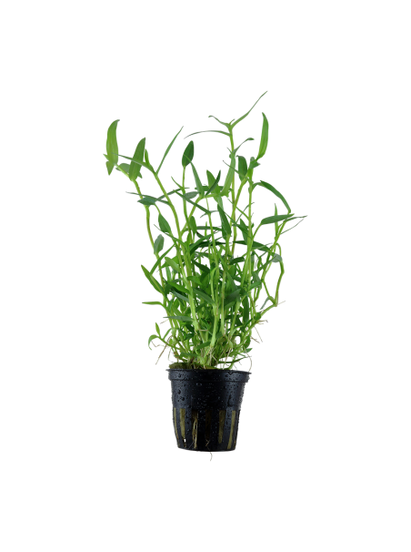 Murdannia keisak en maceta