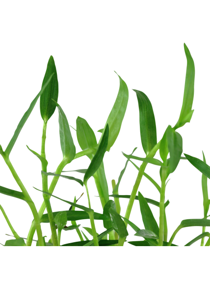 Murdannia keisak en maceta 2