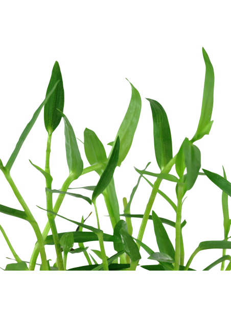 Murdannia keisak en maceta