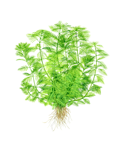 Myriophyllum mattogrossense en maceta 2