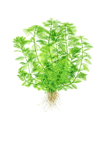 Myriophyllum mattogrossense en maceta
