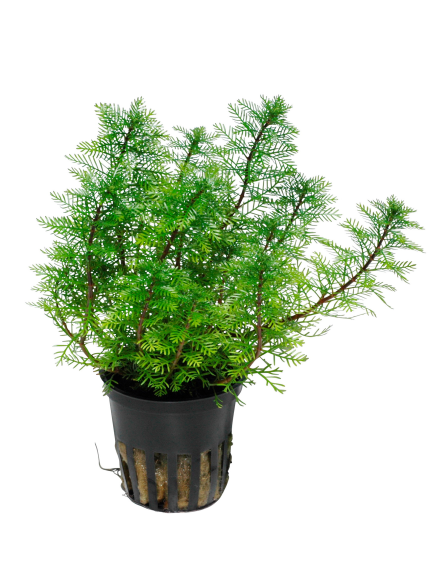 Myriophyllum mattogrossense en maceta