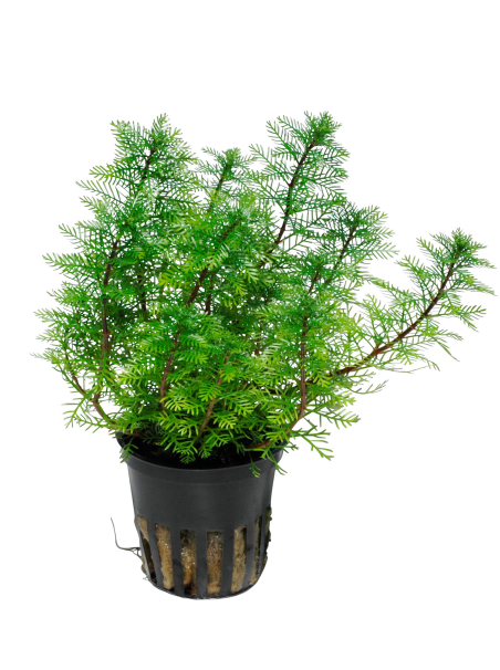 Myriophyllum mattogrossense en maceta