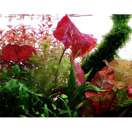 Nymphaea lotus Ozenkerio en maceta