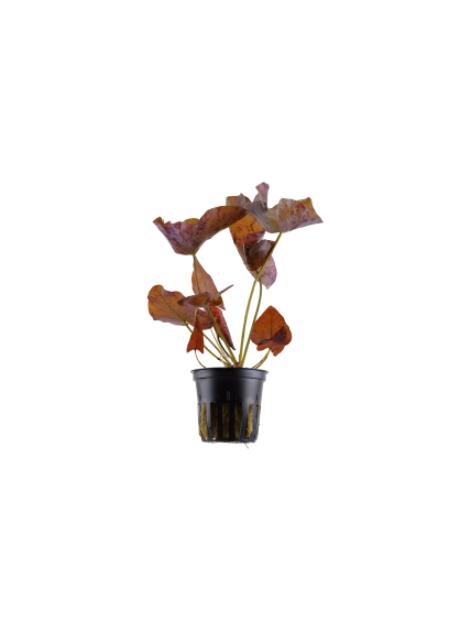 Nymphaea lotus Ozenkerio en maceta