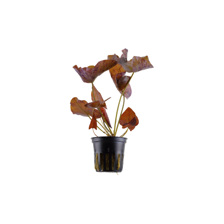 Nymphaea lotus Ozenkerio en maceta