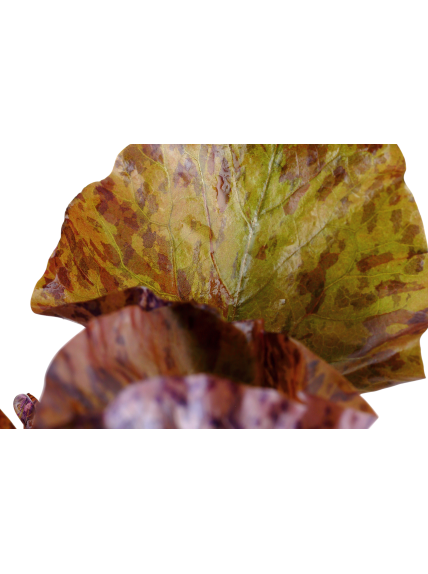 Nymphaea lotus Ozenkerio en maceta 2