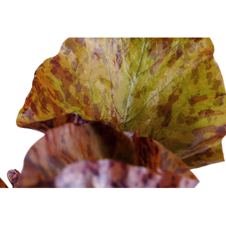 Nymphaea lotus Ozenkerio en maceta