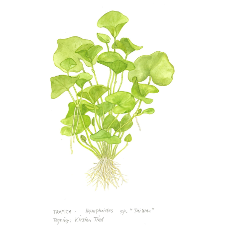 Nymphoides hydrophylla 'Taiwan' 1-2-Grow!