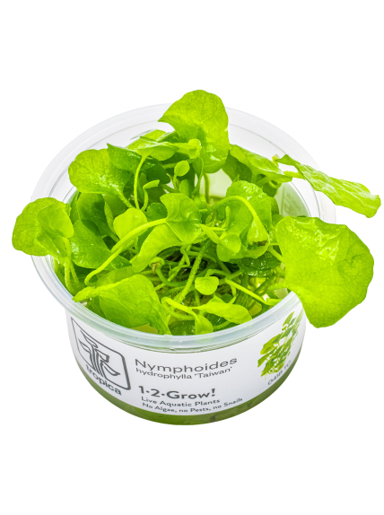 Nymphoides hydrophylla 'Taiwan' 1-2-Grow!