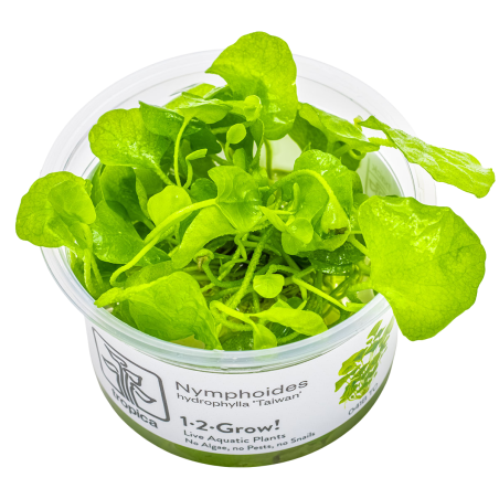 Nymphoides hydrophylla 'Taiwan' 1-2-Grow!