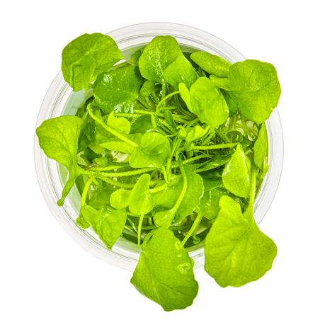 Nymphoides hydrophylla 'Taiwan' 1-2-Grow!