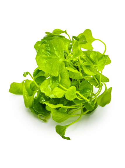 Nymphoides hydrophylla 'Taiwan' 1-2-Grow! 2