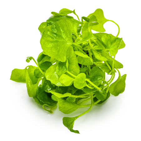 Nymphoides hydrophylla 'Taiwan' 1-2-Grow!