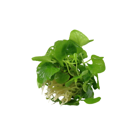 Nymphoides hydrophylla 'Taiwan' 1-2-Grow!