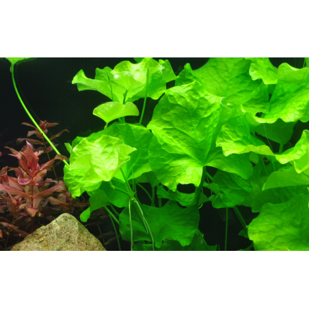 Nymphoides hydrophylla 'Taiwan' en maceta