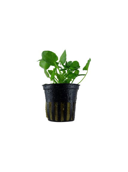 Nymphoides hydrophylla 'Taiwan' en maceta