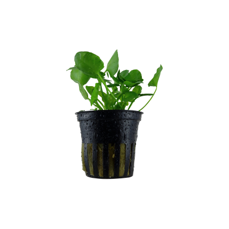 Nymphoides hydrophylla 'Taiwan' en maceta