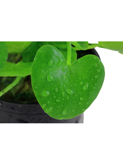 Nymphoides hydrophylla 'Taiwan' en maceta 2