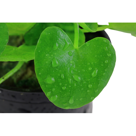 Nymphoides hydrophylla 'Taiwan' en maceta