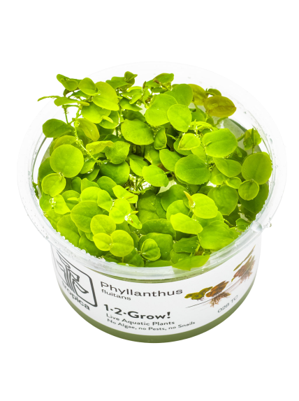 Phyllanthus fluitans 1-2Grow!