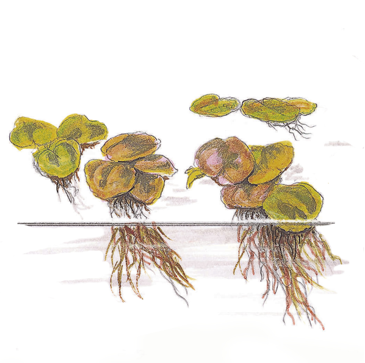 Phyllanthus fluitans 1-2Grow!