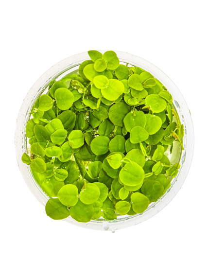 Phyllanthus fluitans 1-2Grow! 2