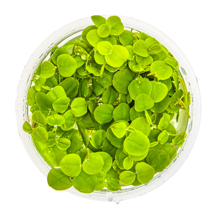 Phyllanthus fluitans 1-2Grow!