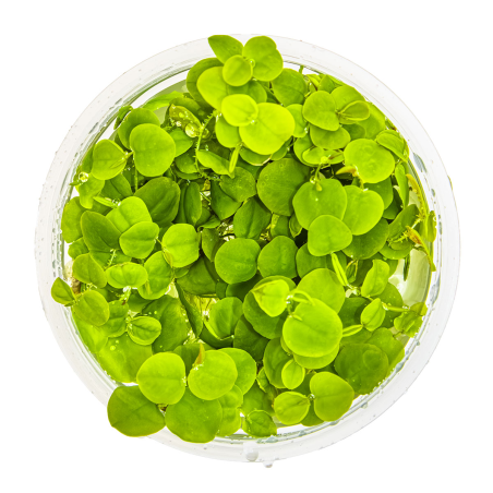 Phyllanthus fluitans 1-2Grow!