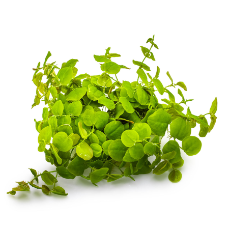 Phyllanthus fluitans 1-2Grow!