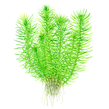 Pogostemon deccanensis (Antiguamente Pogostemon erectus) en maceta