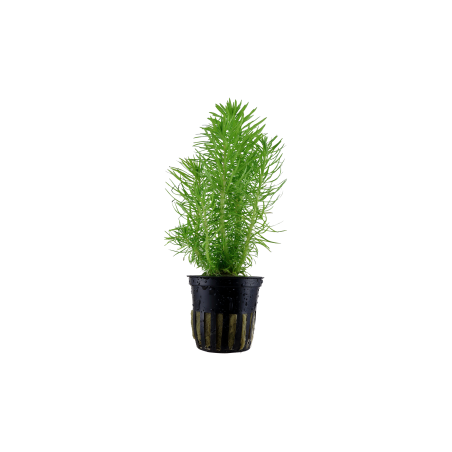 Pogostemon deccanensis (Antiguamente Pogostemon erectus) en maceta