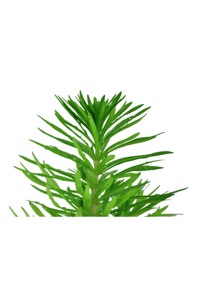 Pogostemon deccanensis (Antiguamente Pogostemon erectus) en maceta 2