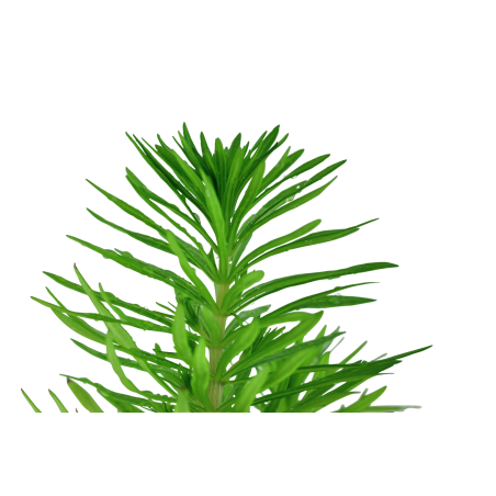 Pogostemon deccanensis (Antiguamente Pogostemon erectus) en maceta