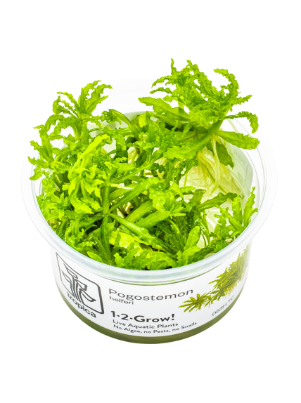 Pogostemon helferi 1-2Grow!