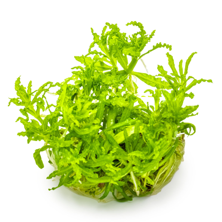 Pogostemon helferi 1-2Grow!