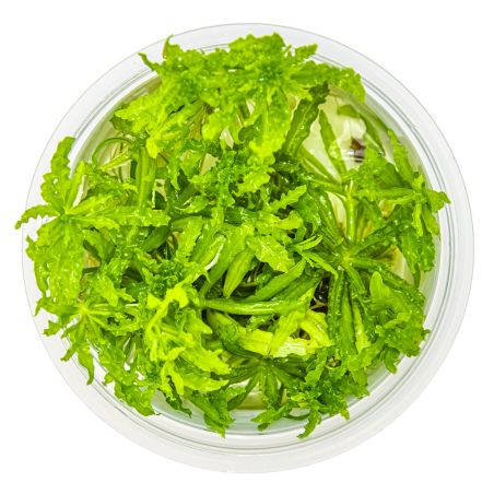 Pogostemon helferi 1-2Grow!