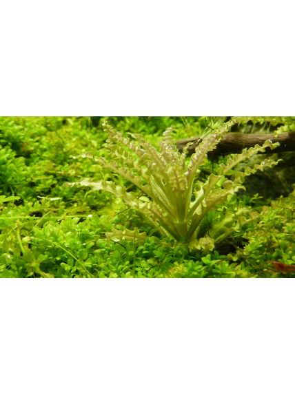 Pogostemon helferi 1-2Grow! 2