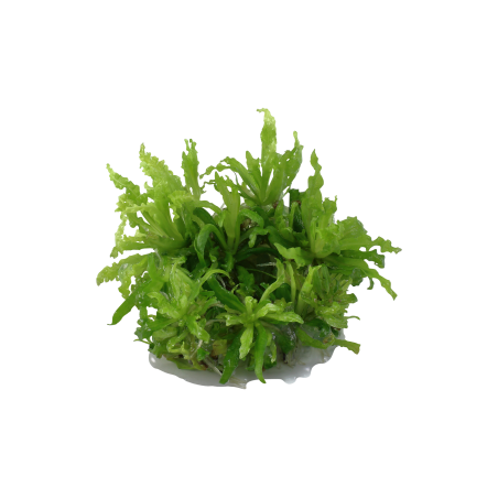 Pogostemon helferi 1-2Grow!