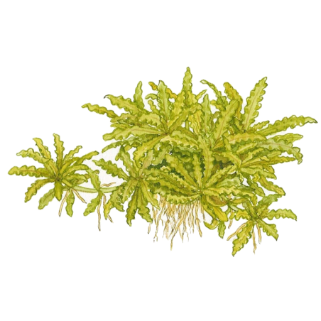 Pogostemon helferi en maceta