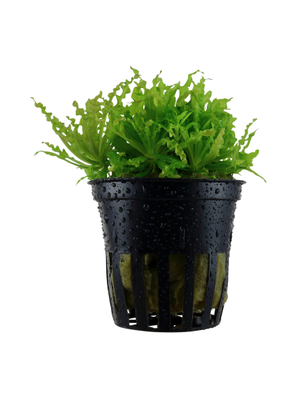 Pogostemon helferi en maceta