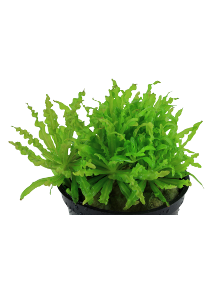 Pogostemon helferi en maceta 2