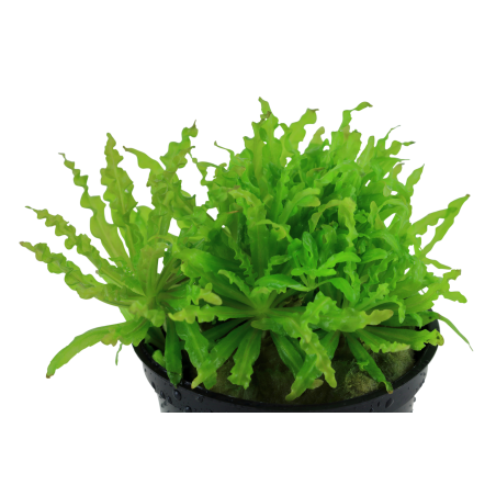 Pogostemon helferi en maceta