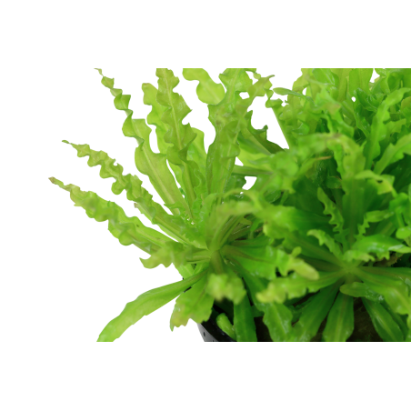 Pogostemon helferi en maceta