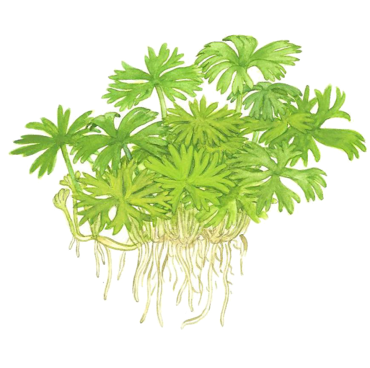 Ranunculus inundatus 1-2-Grow!