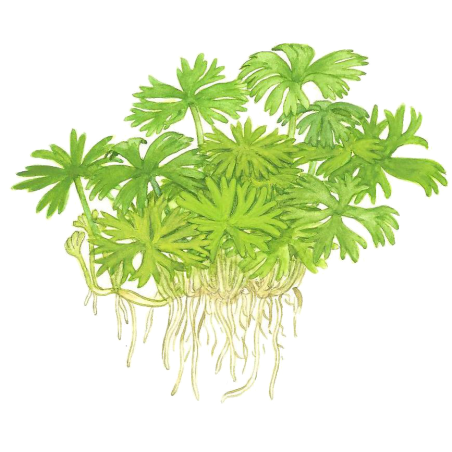 Ranunculus inundatus 1-2-Grow!