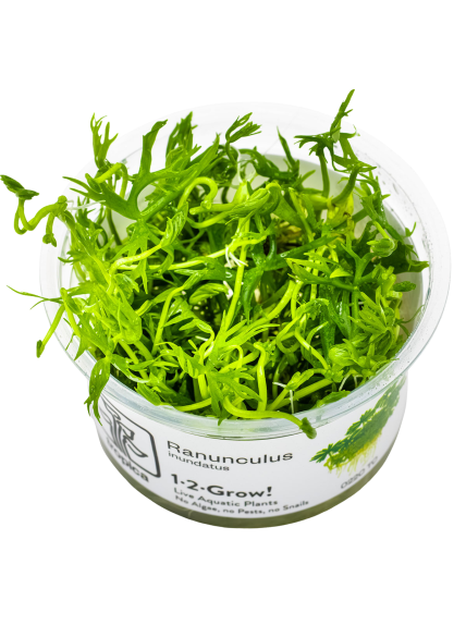 Ranunculus inundatus 1-2-Grow!