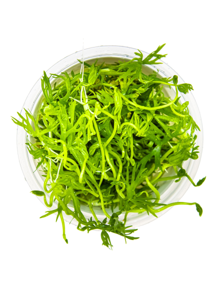 Ranunculus inundatus 1-2-Grow! 2